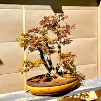 Japanese Maple Bonsai Tree 25JM56