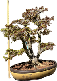 Japanese Maple Bonsai Tree 25JM56