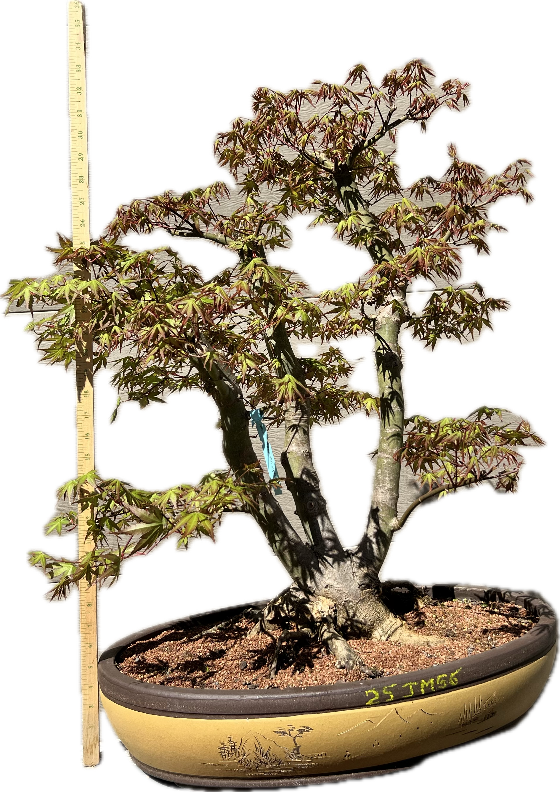 Japanese Maple Bonsai Tree 25JM56