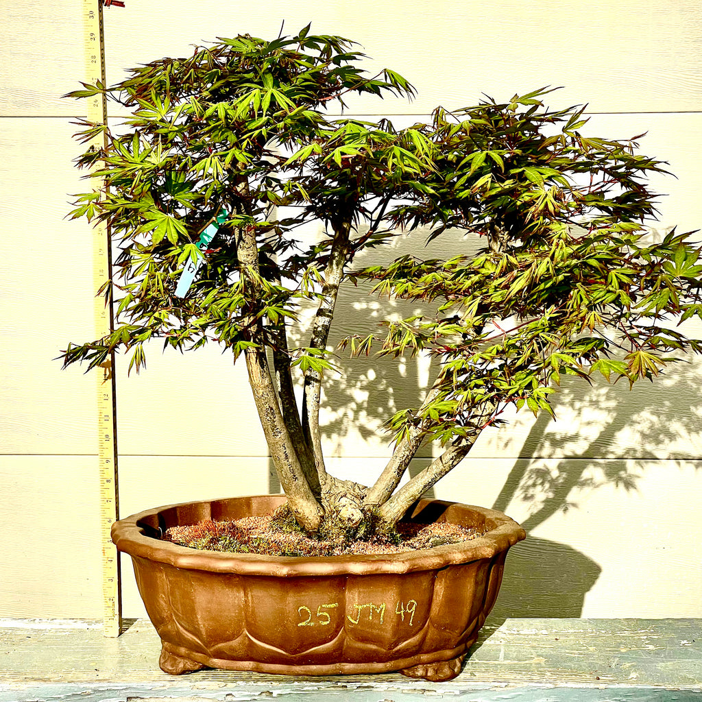 bonsai marijuana tree Japanese Maple Bonsai Tree 25JM49 – Bella Bonsai Nursery