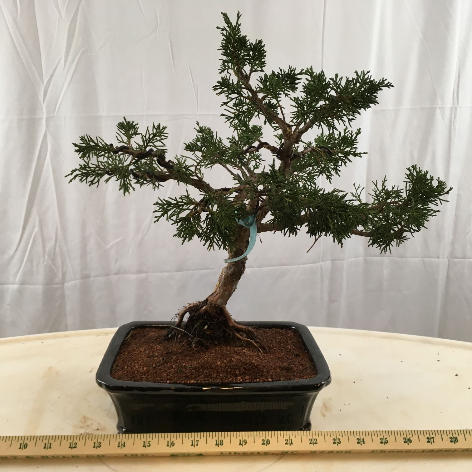 Indoor Bonsai Trees for Sale