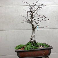 Japanese Maple Bonsai Tree