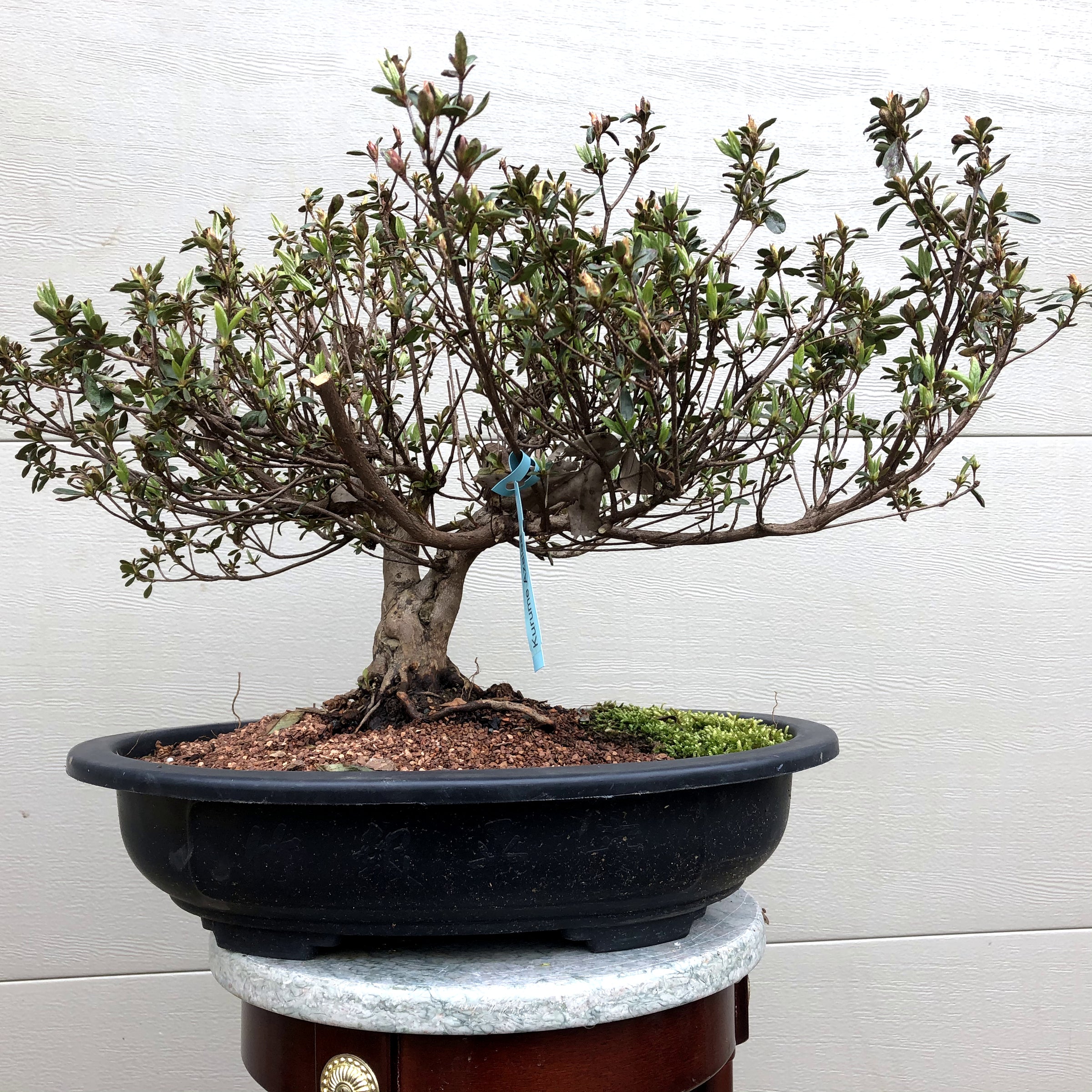 Azalea Satsuki Bonsai