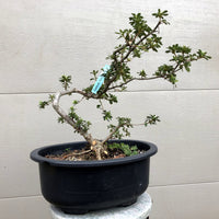 Azalea Satsuki Bonsai