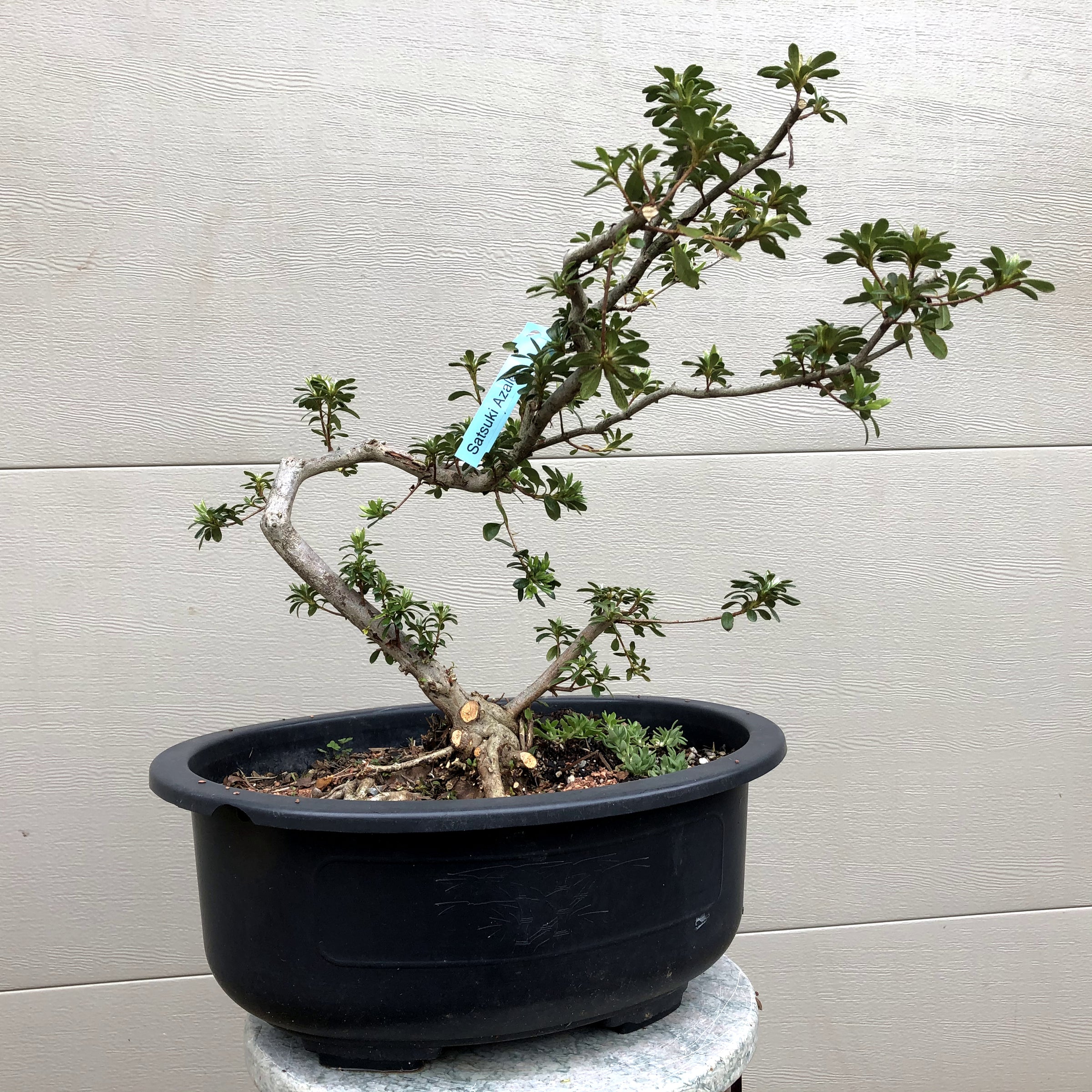 Azalea Satsuki Bonsai