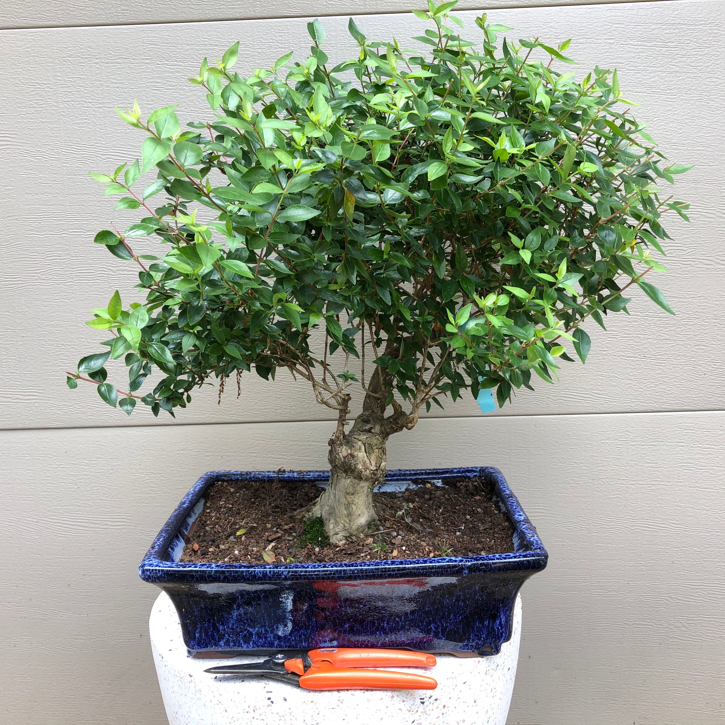 Abelia Grandifolia - Glossy Abelia - 'Rose Creek'