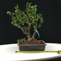 Abelia Grandifolia - Glossy Abelia - 'Rose Creek'