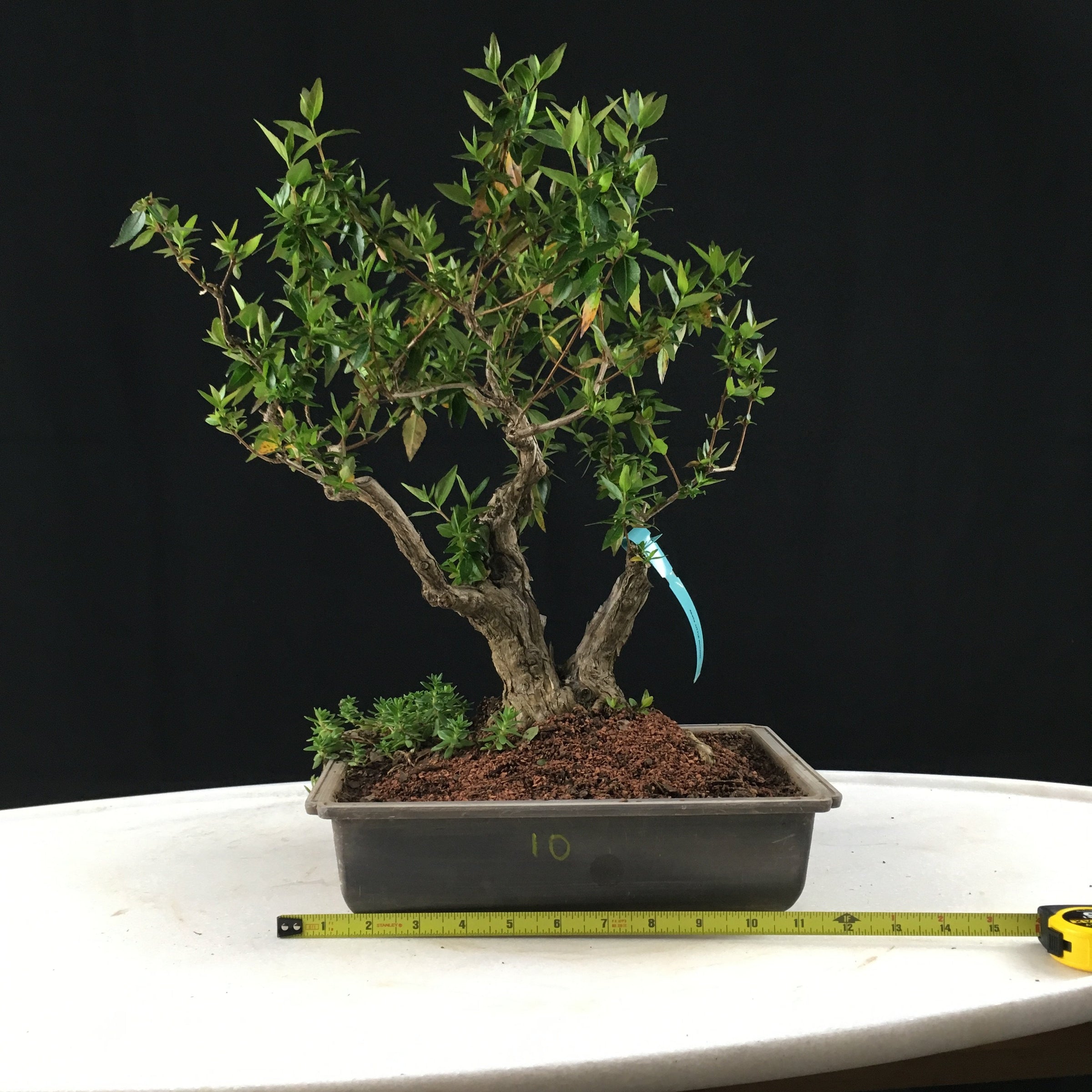 Abelia Grandifolia - Glossy Abelia - 'Rose Creek'