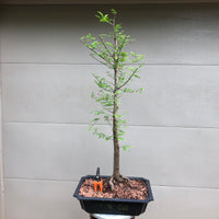 Baldcypress Bonsai Tree 1