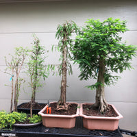 Baldcypress Bonsai Tree 1
