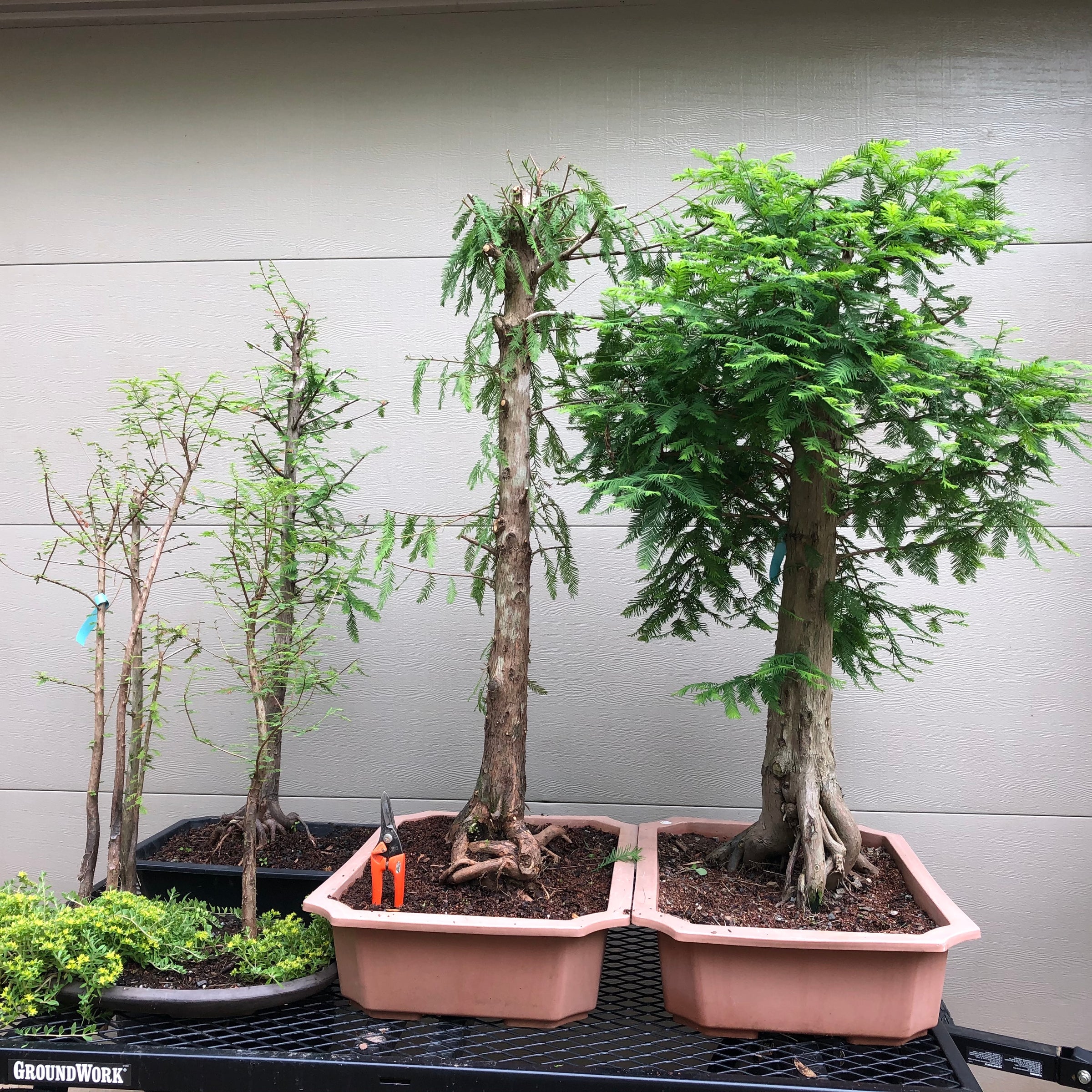 Baldcypress Bonsai Tree 1