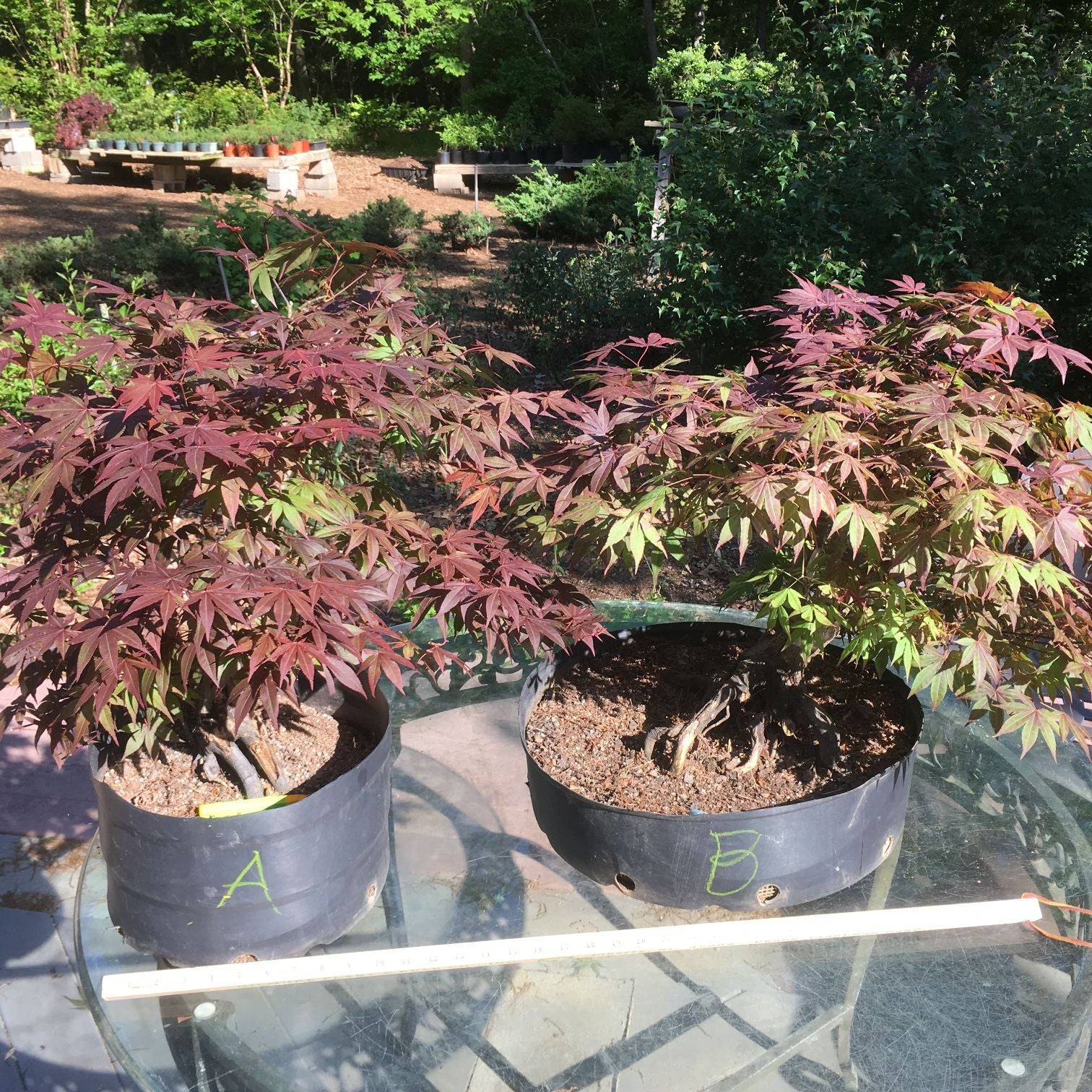 Bloodgood Japanese Maple Bonsai Tree 2