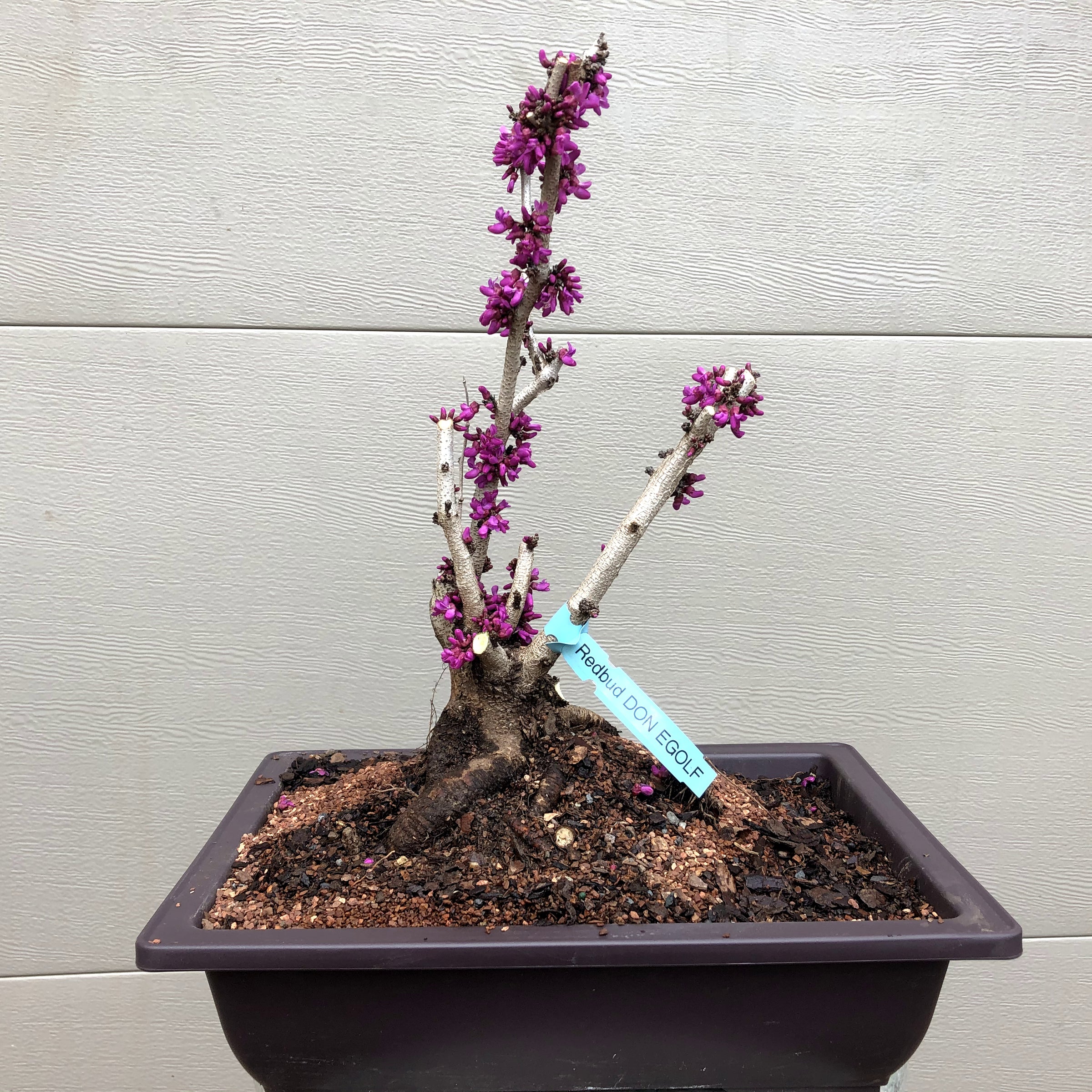 Redbud Bonsai