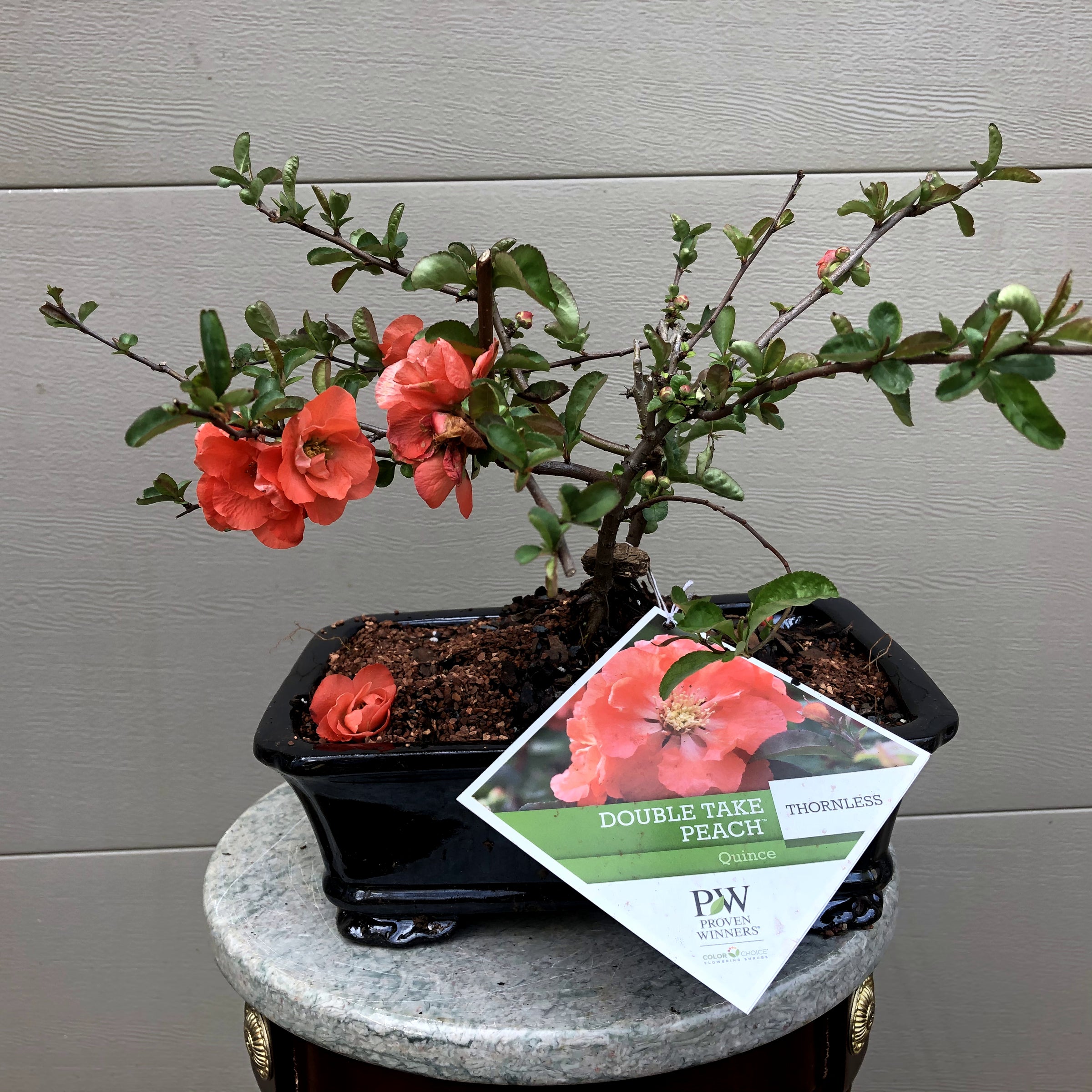 Japanese Flowering Quince 2 'Double Take Peach'