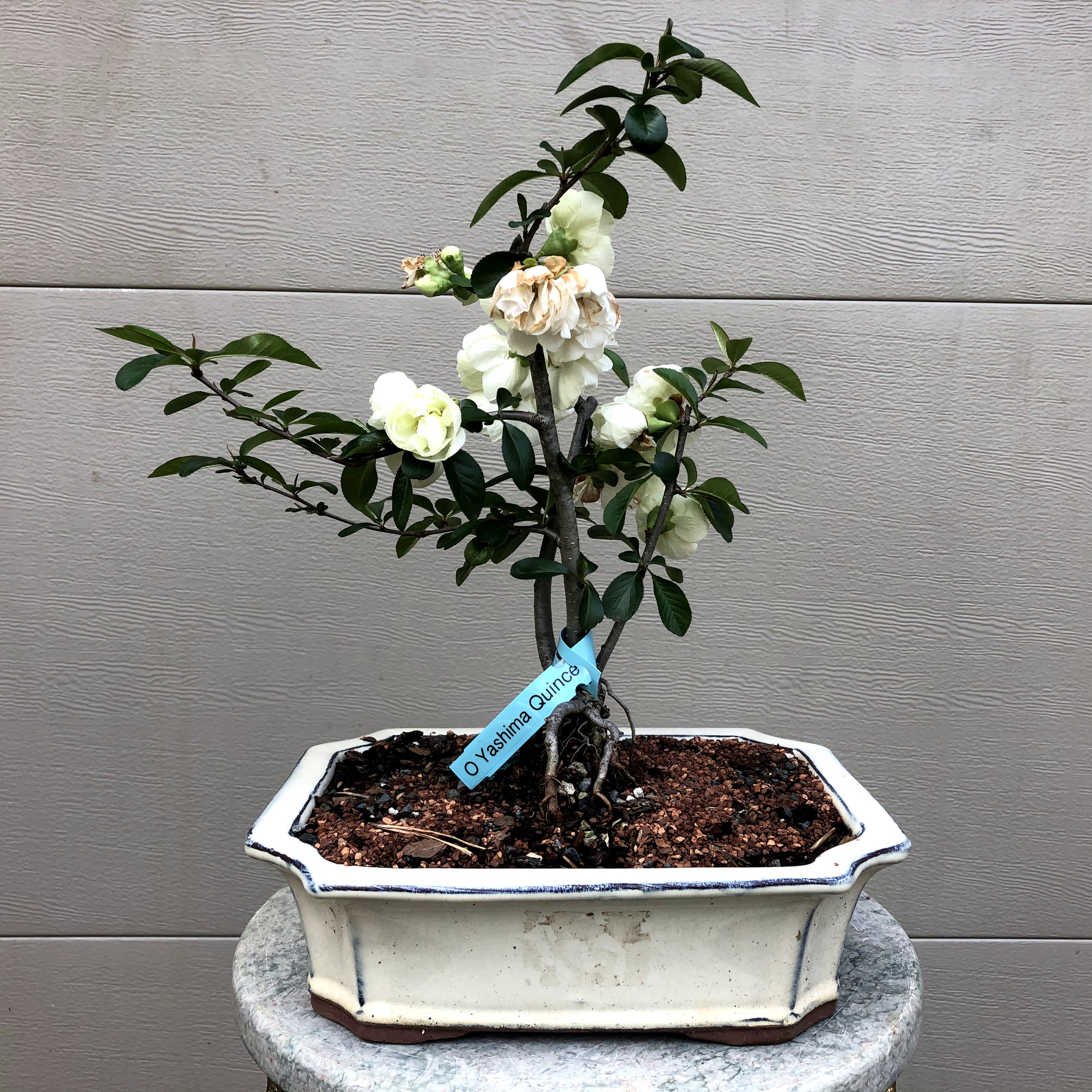 Yashima Japanese Flowering Quince