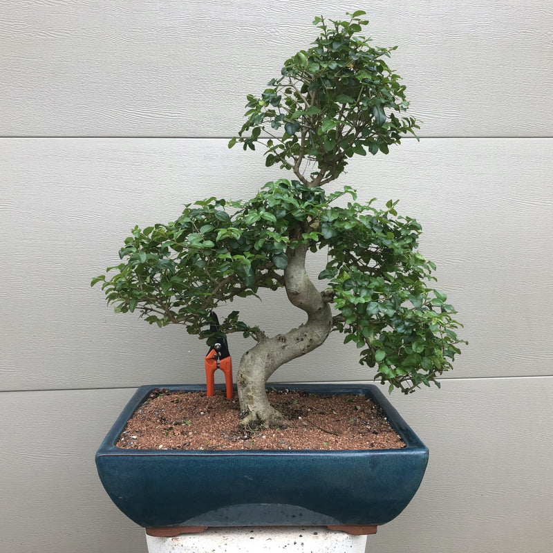 Chinese Ligustrum Bonsai Tree