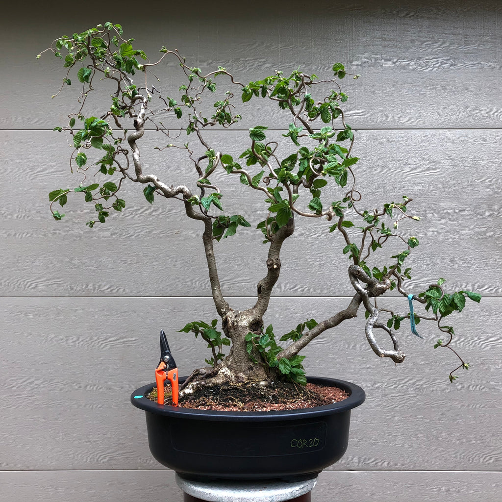 Contorted Filbert Bonsai -Harry Lauder's Walking Stick – Bella Bonsai  Nursery