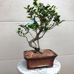 Ficus Golden Gate Bonsai
