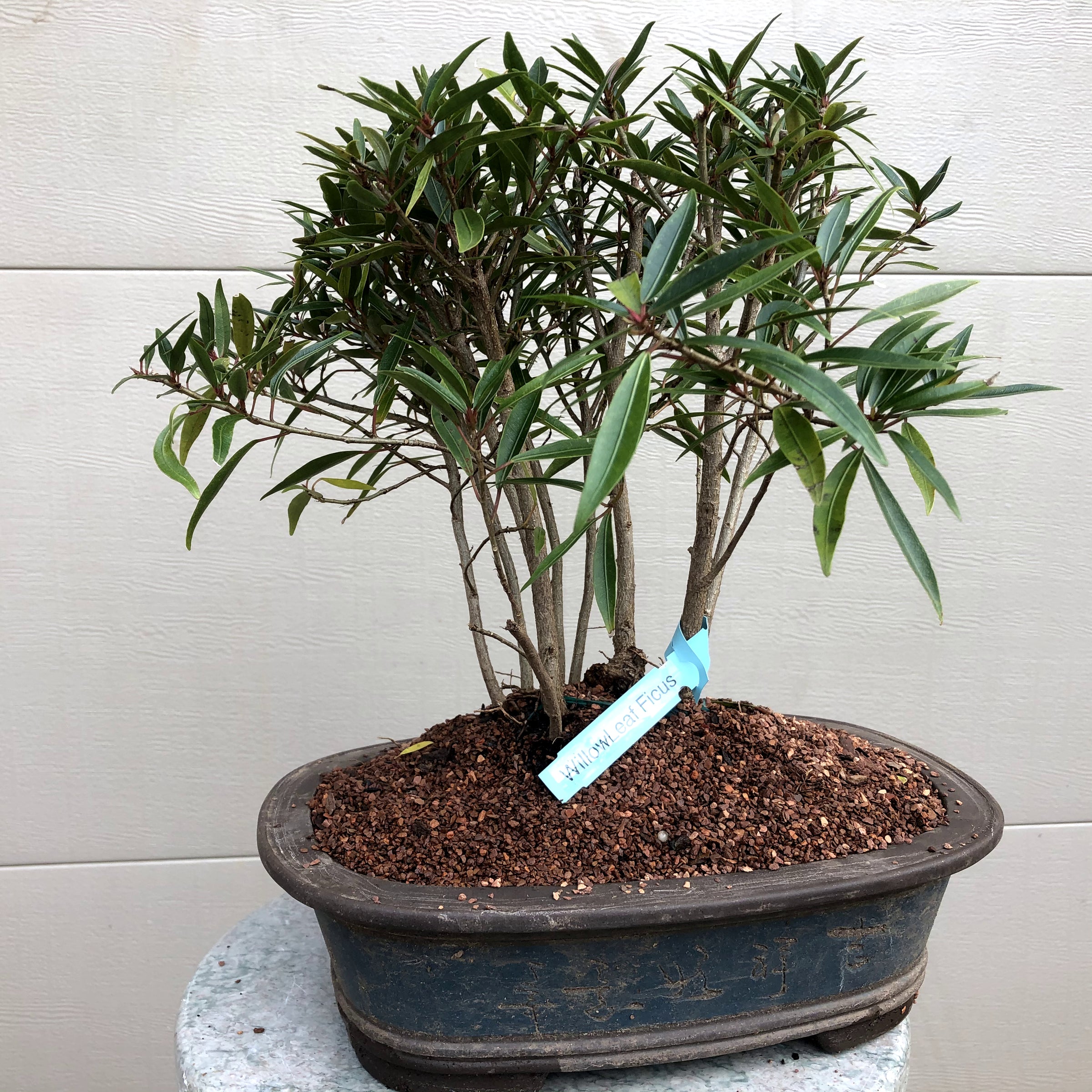 Willow Leaf Ficus Grouping Bonsai