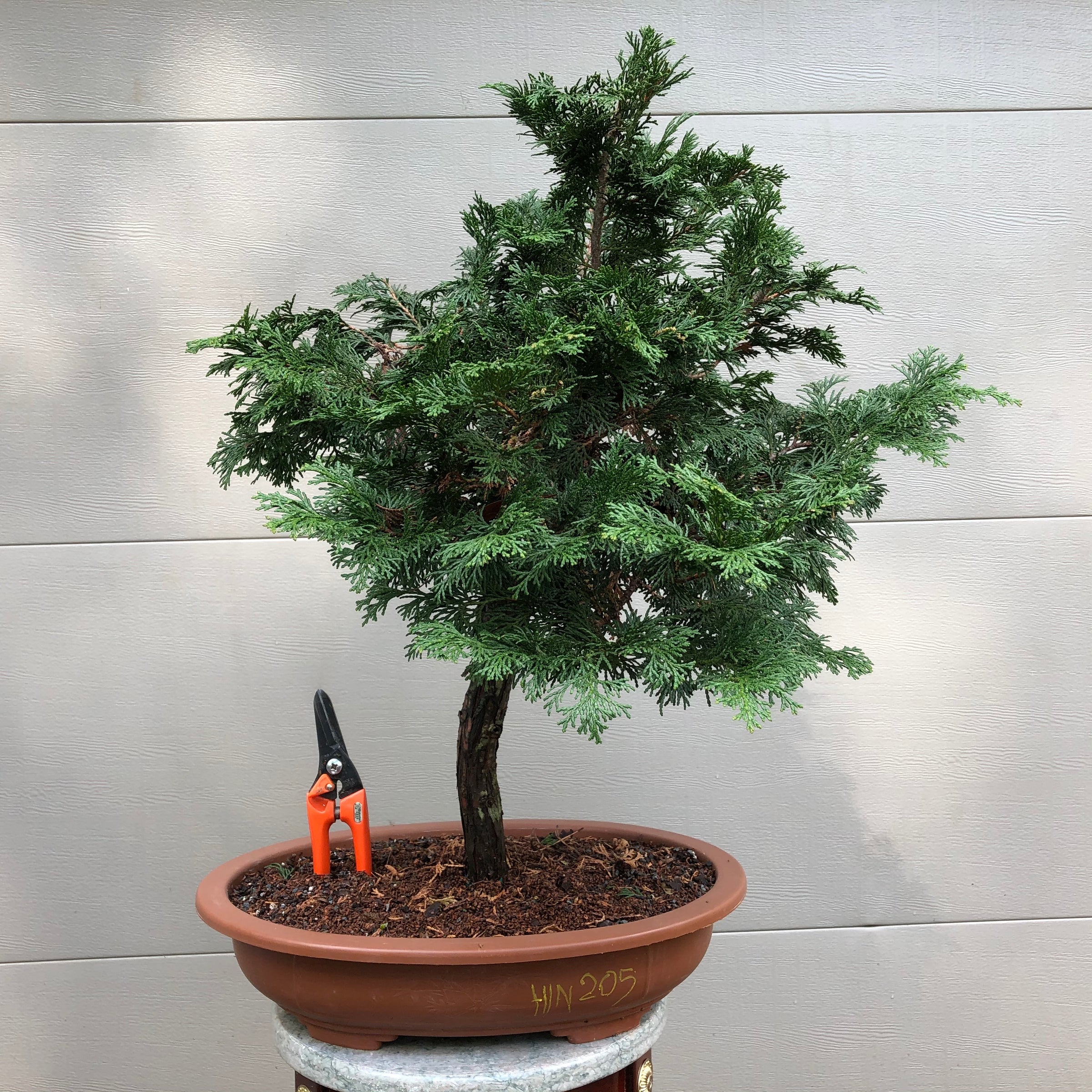 Chamaecyparis obtusa 'Hinoki' - Falsecypress