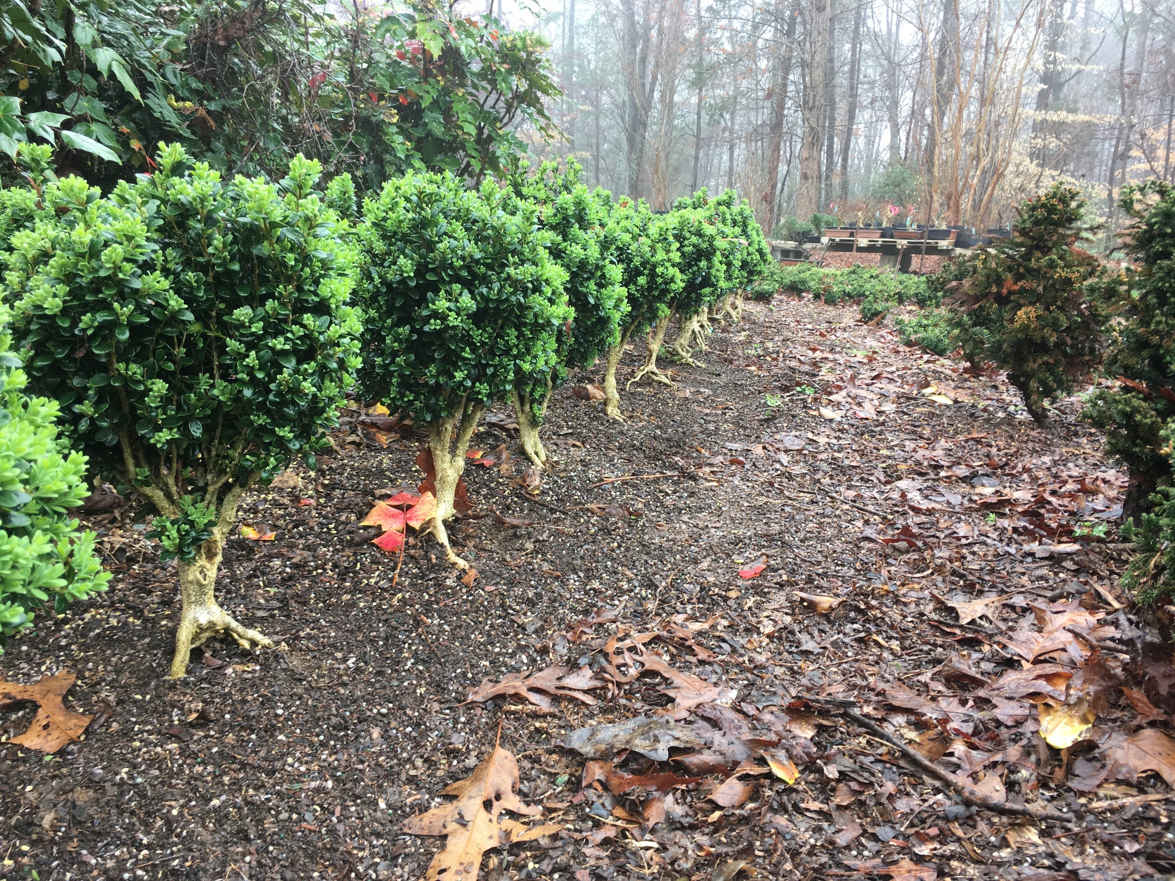 Boxwood -Buxus sempervirens ‘Blauer Heinz'