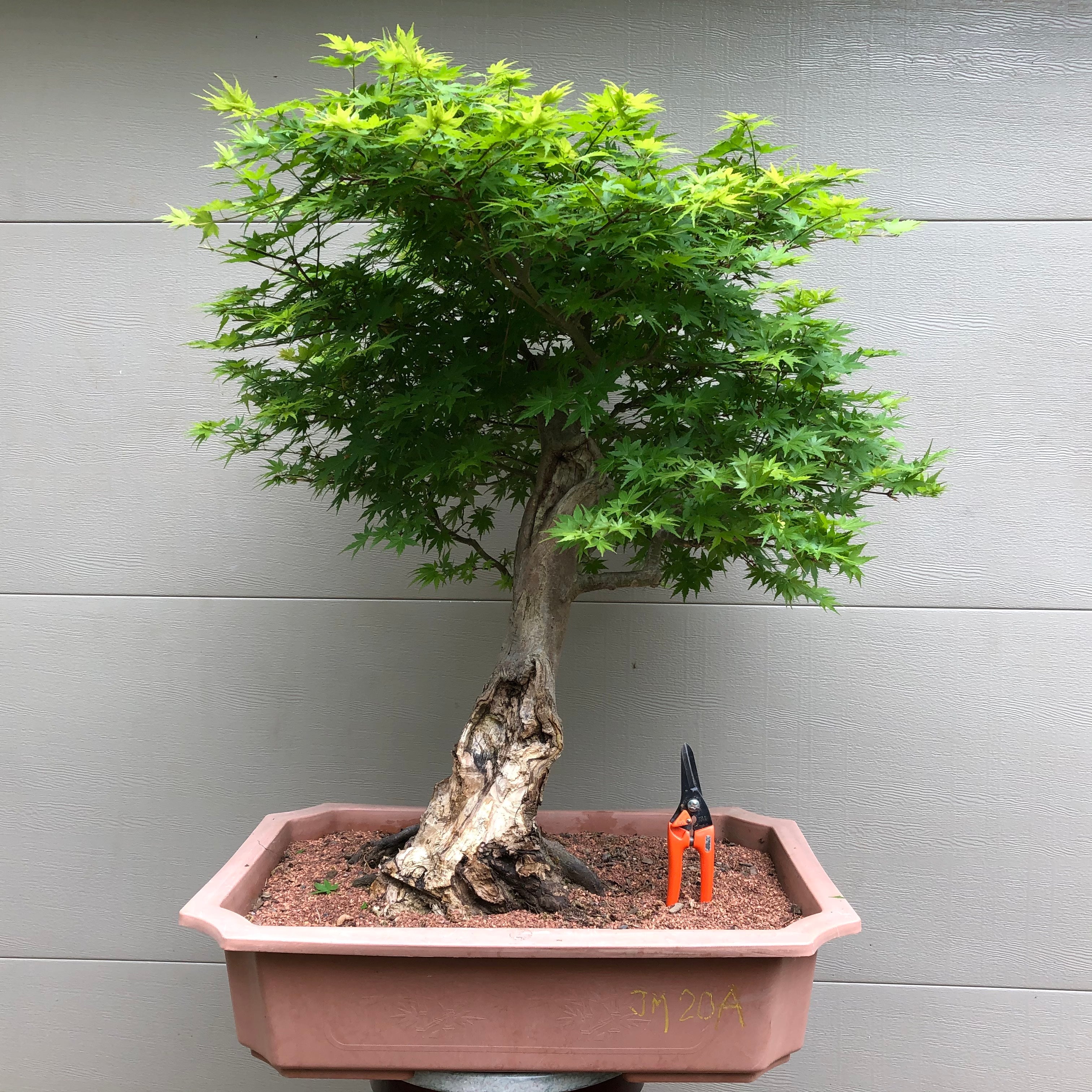 japanese maple tree bonsai