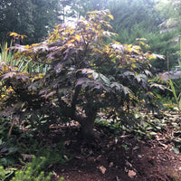 Japanese Maple Bonsai Tree JM12