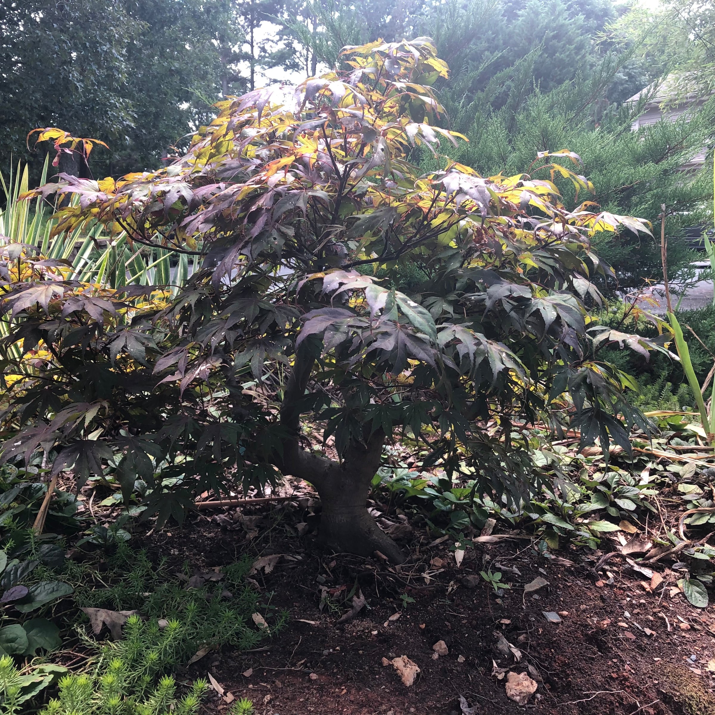 Japanese Maple Bonsai Tree JM12