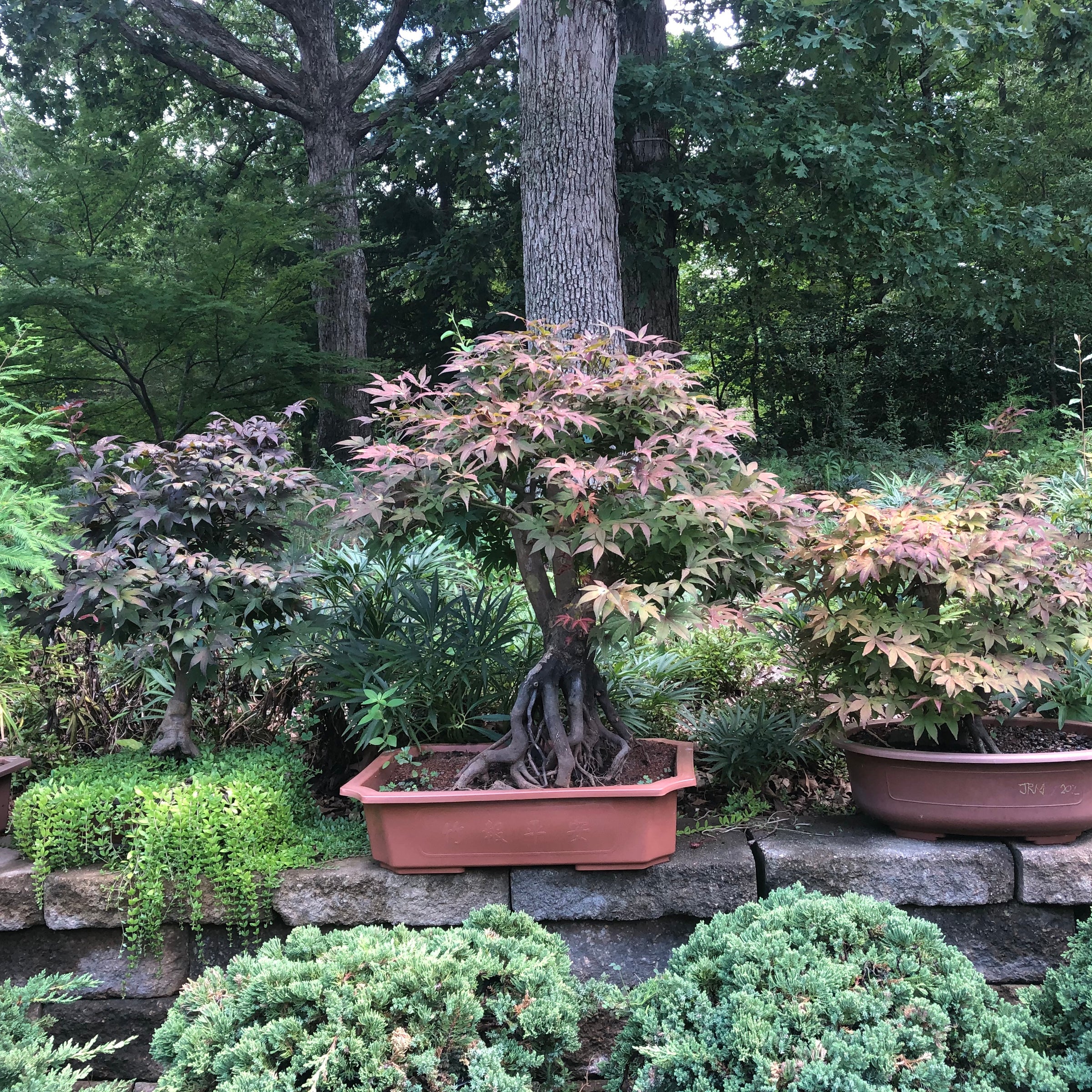 Japanese Red Maple