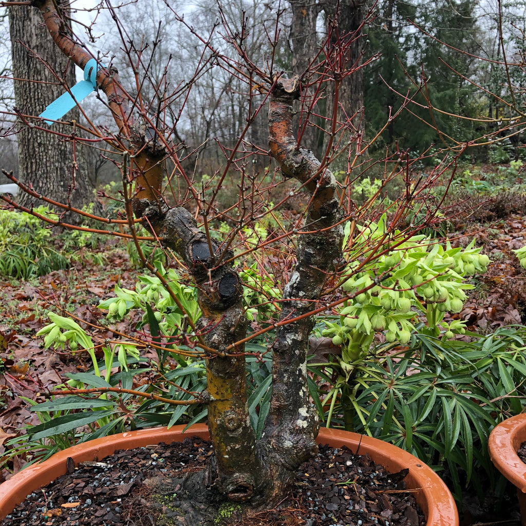 Arakawa Japanese Maple Bonsai Tree – Bella Bonsai Nursery