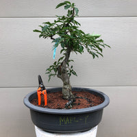Japanese Flowering Crabapple Bonsai Tree