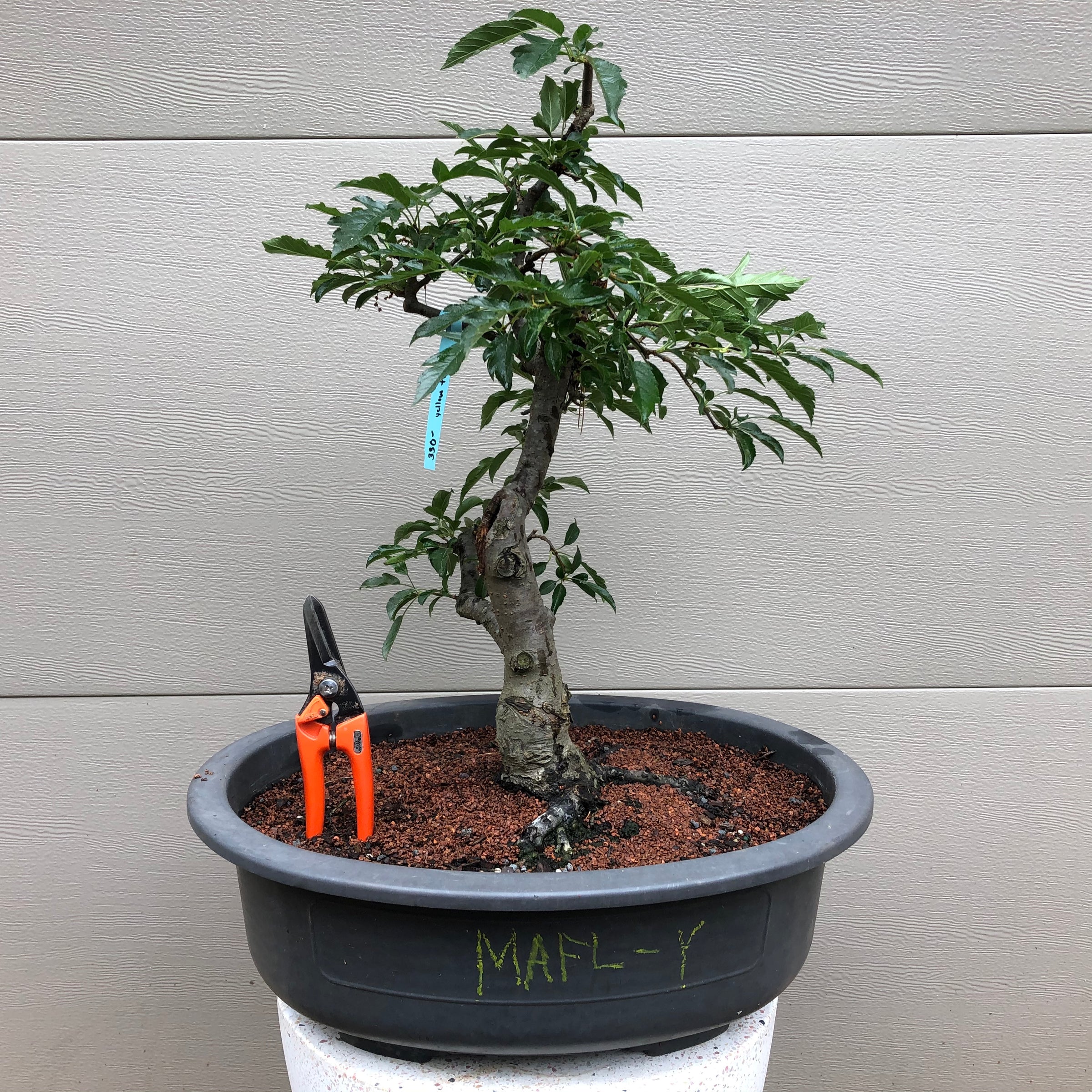 Japanese Flowering Crabapple Bonsai Tree