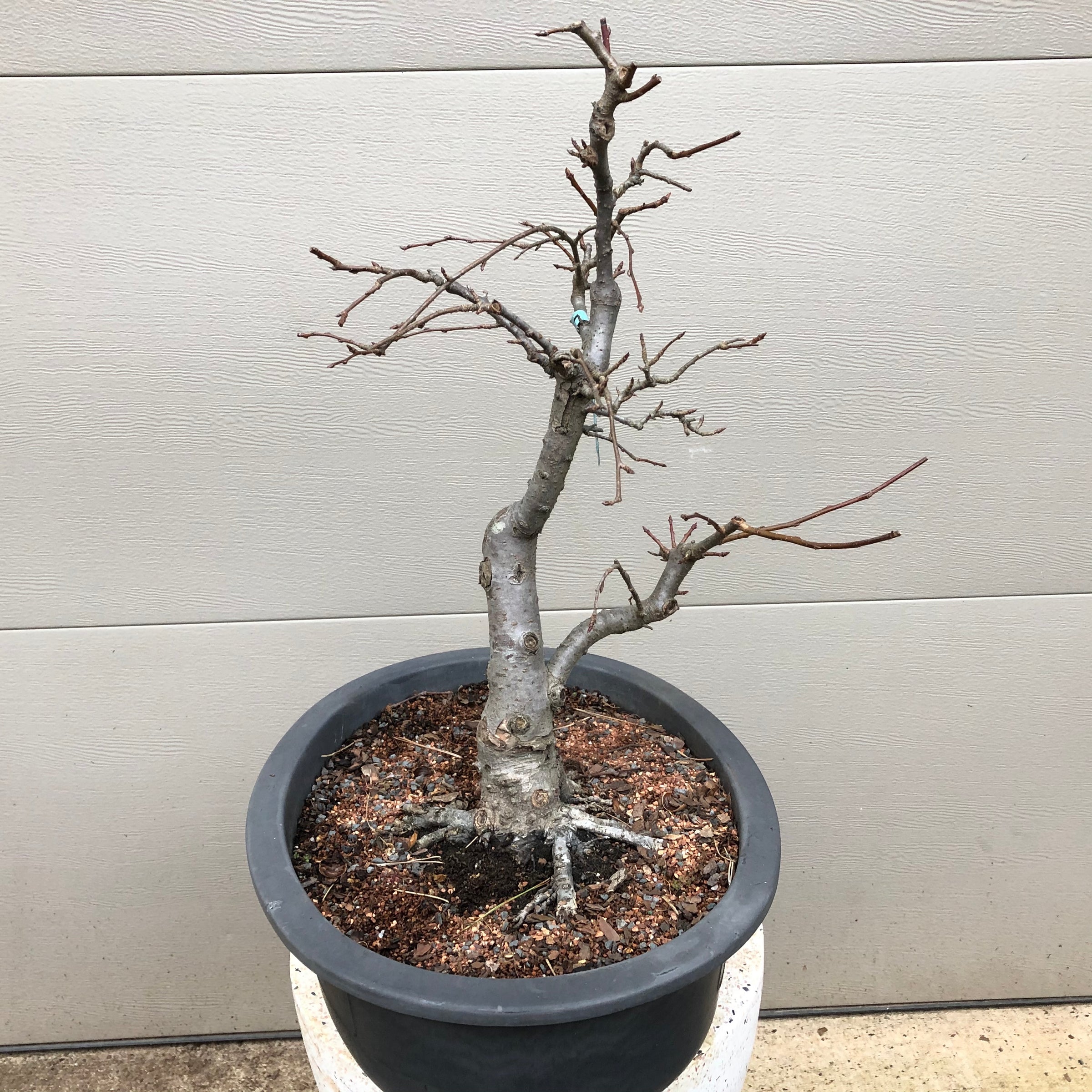 Japanese Flowering Crabapple Bonsai Tree