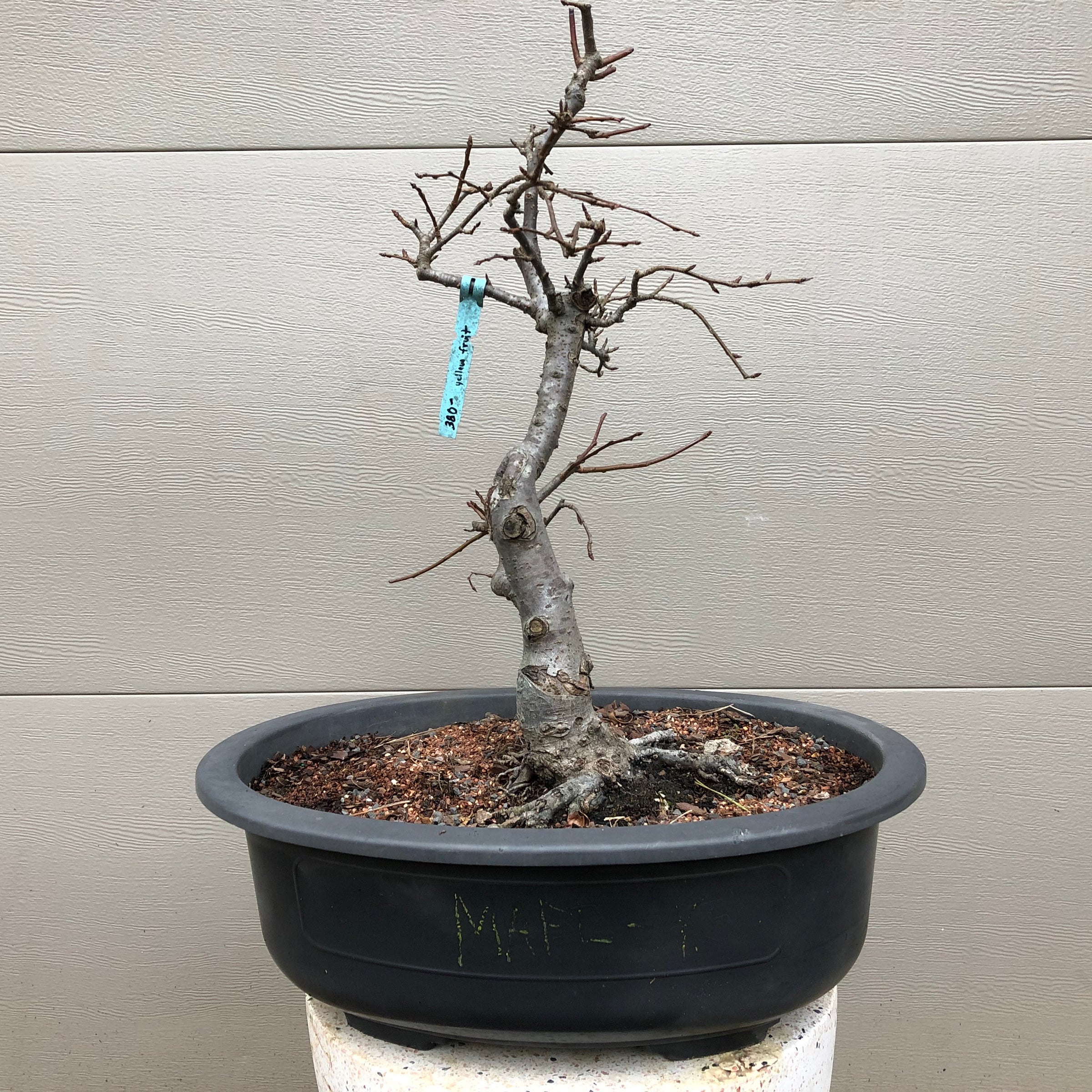 Japanese Flowering Crabapple Bonsai Tree