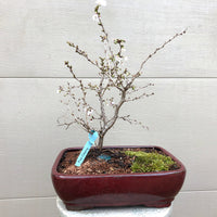 Kojo-no-mai Cherry Bonsai2