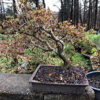 Azalea Satsuki Bonsai