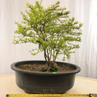 Japanese Spirea ‘Ogon’ Bonsai Tree