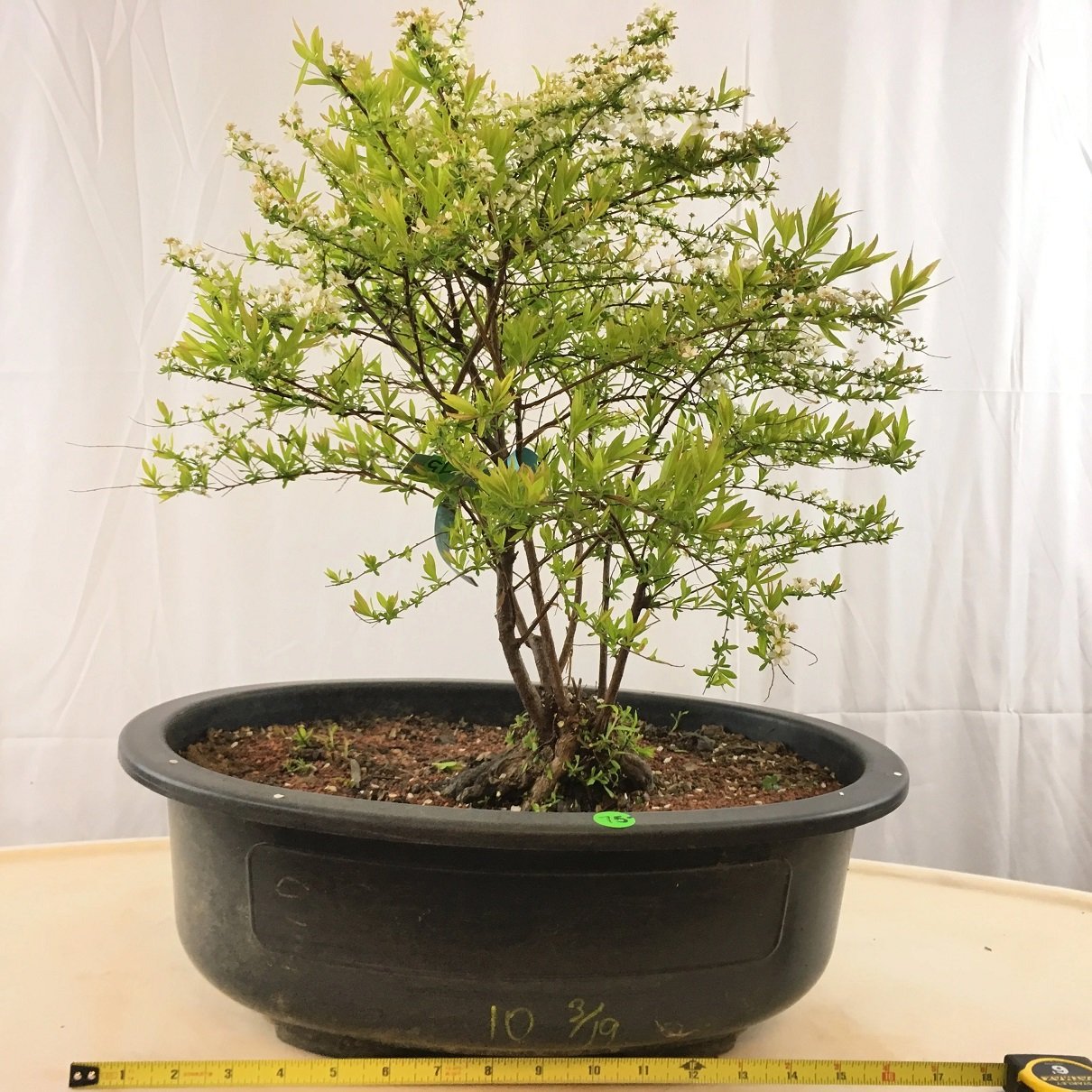 Japanese Spirea ‘Ogon’ Bonsai Tree
