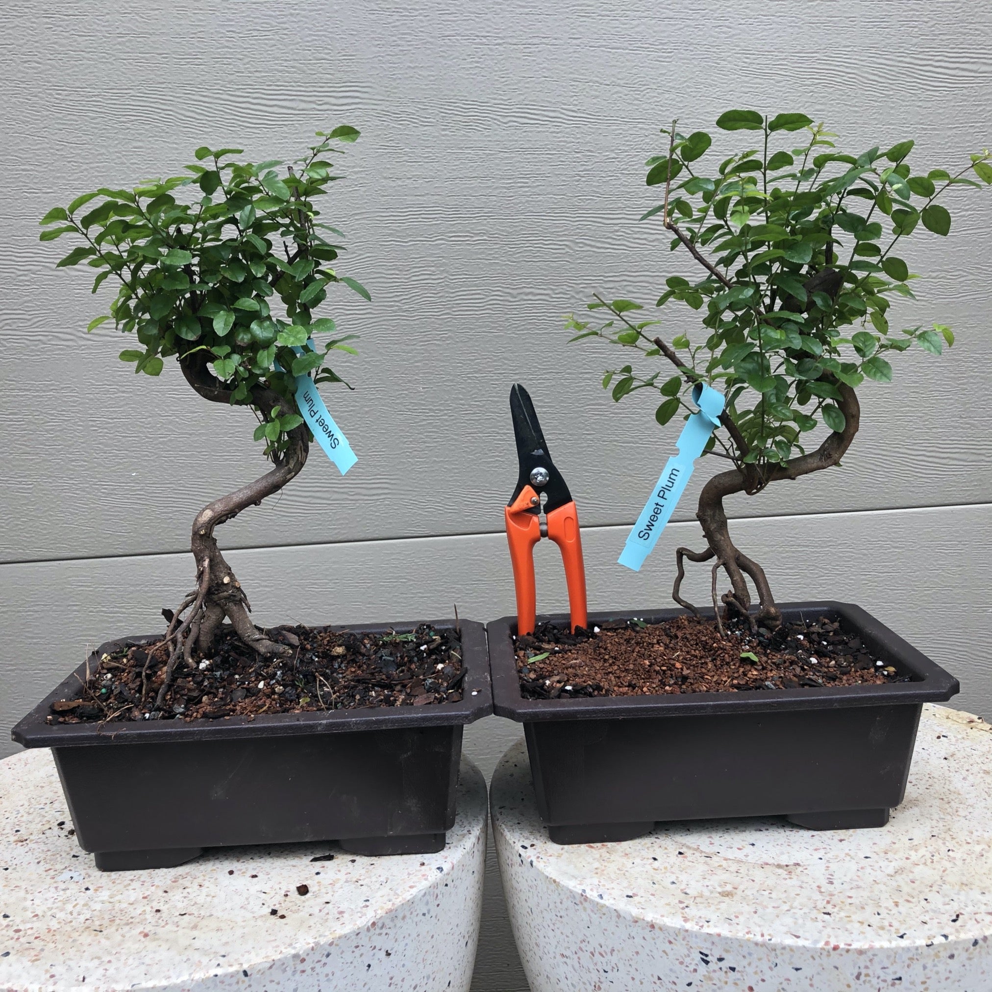 Sweet Plum Bonsai Tree