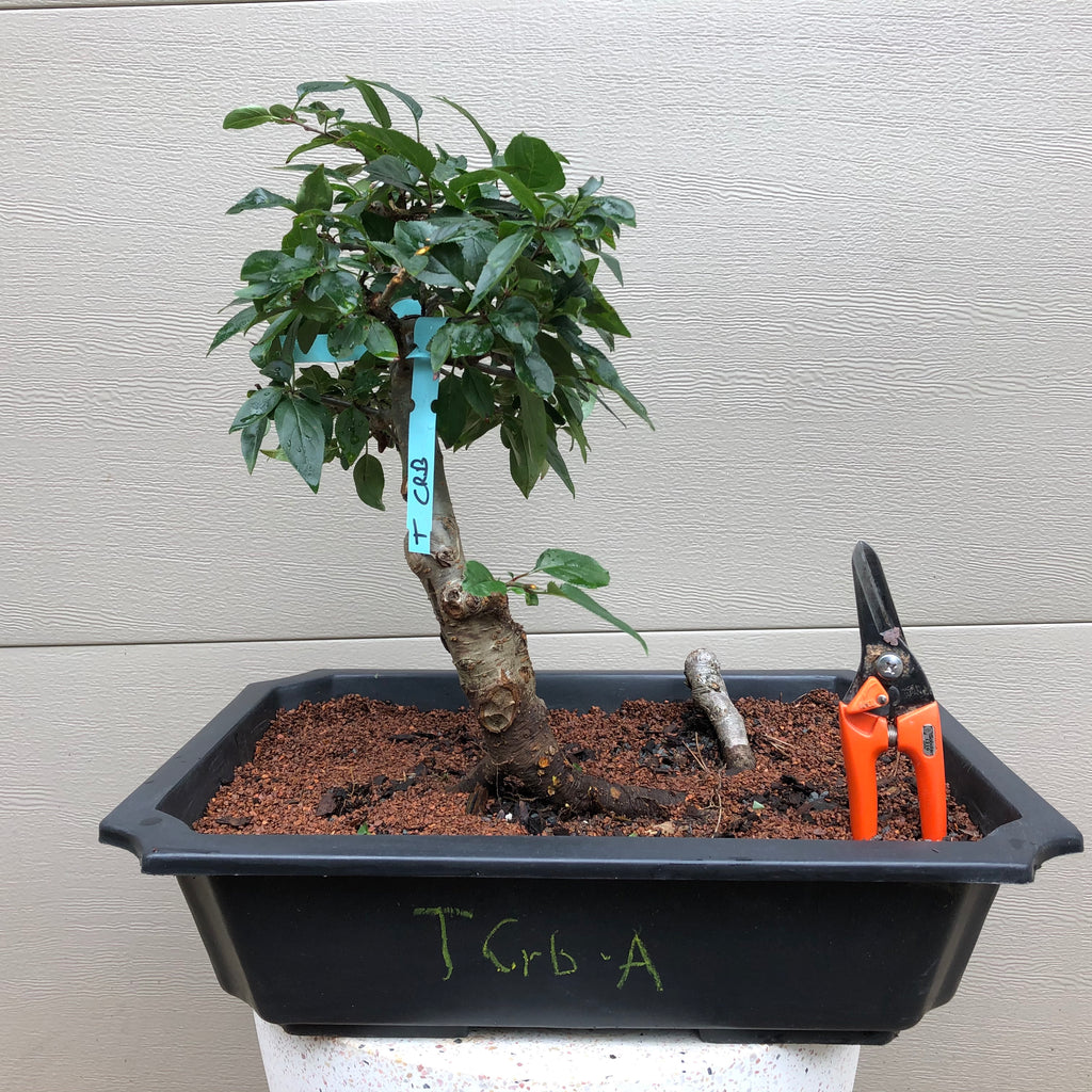 Tea Crabapple Bonsai Tree  Bella Bonsai Nursery