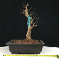 Trident Maple Bonsai Tree