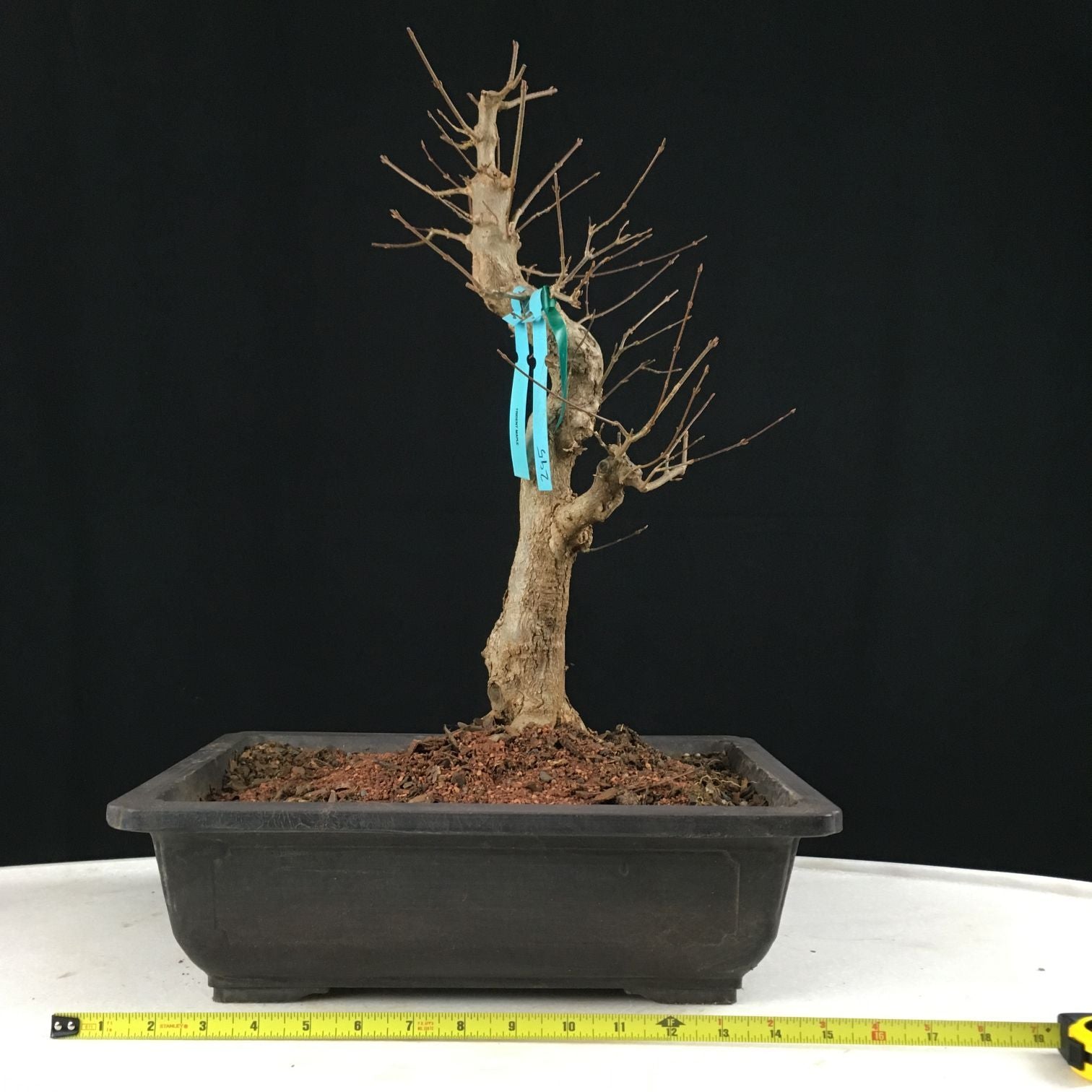 Trident Maple Bonsai Tree