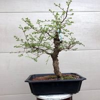 Seiju Chinese Elm Bonsai