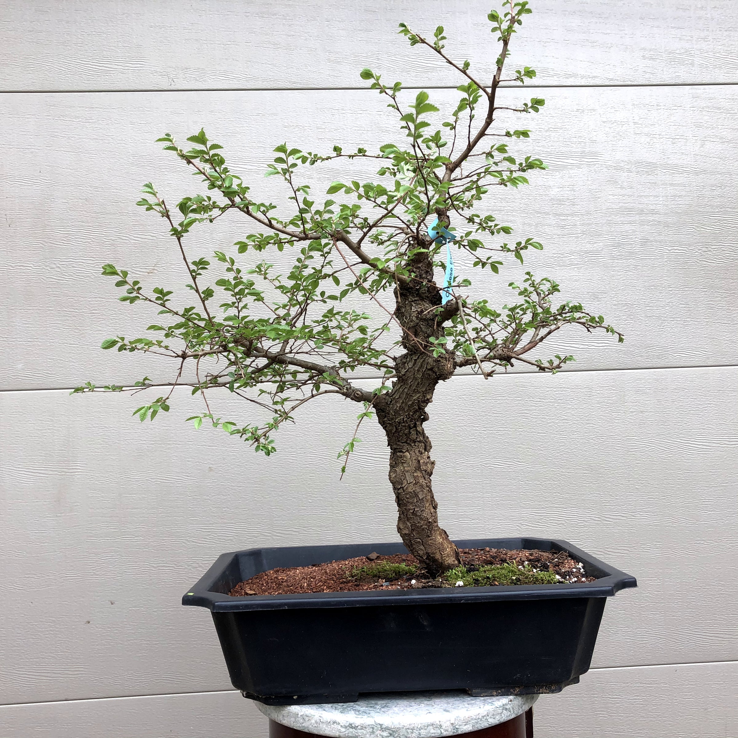 Seiju Chinese Elm Bonsai