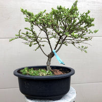 Seiju Chinese Elm Bonsai