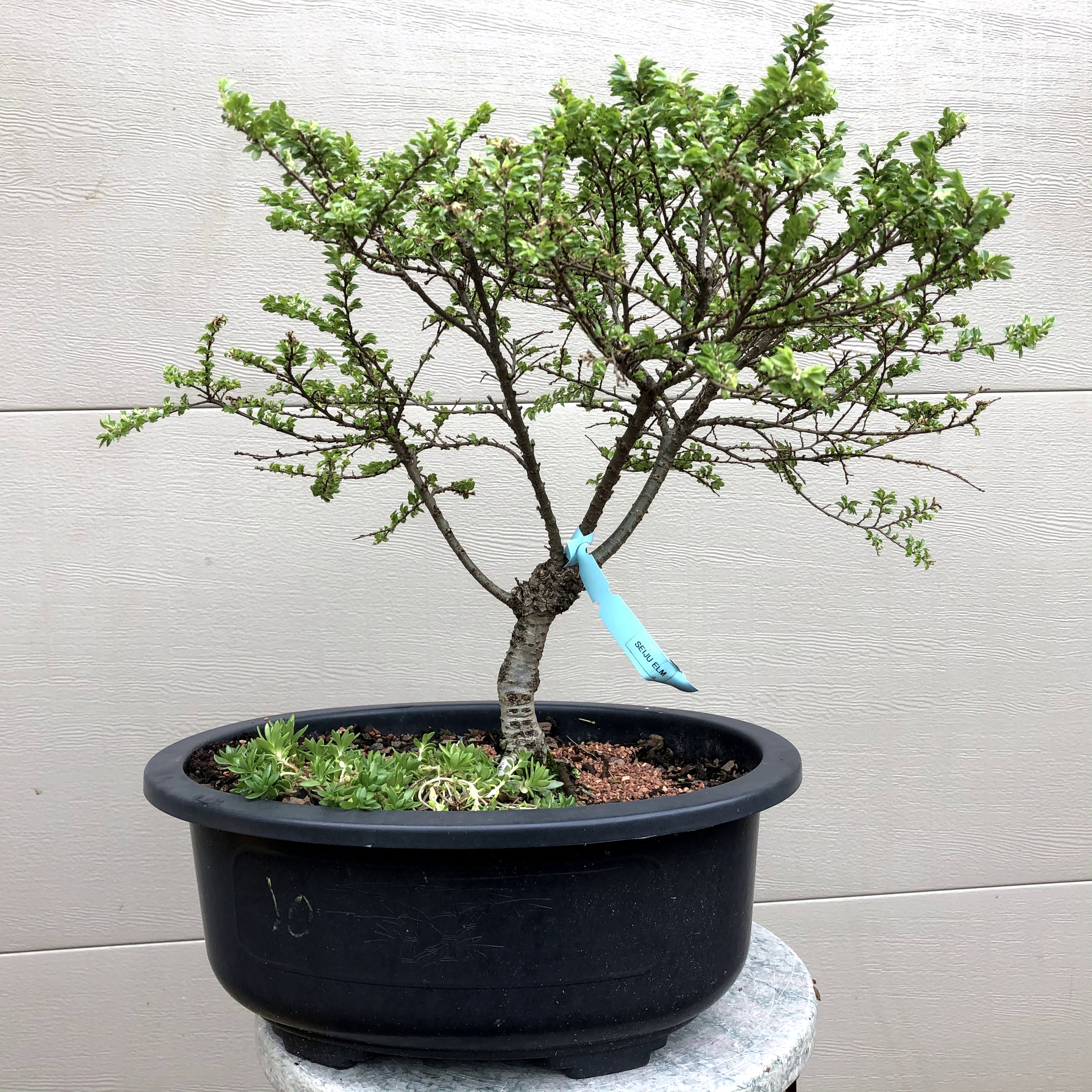 Seiju Chinese Elm Bonsai