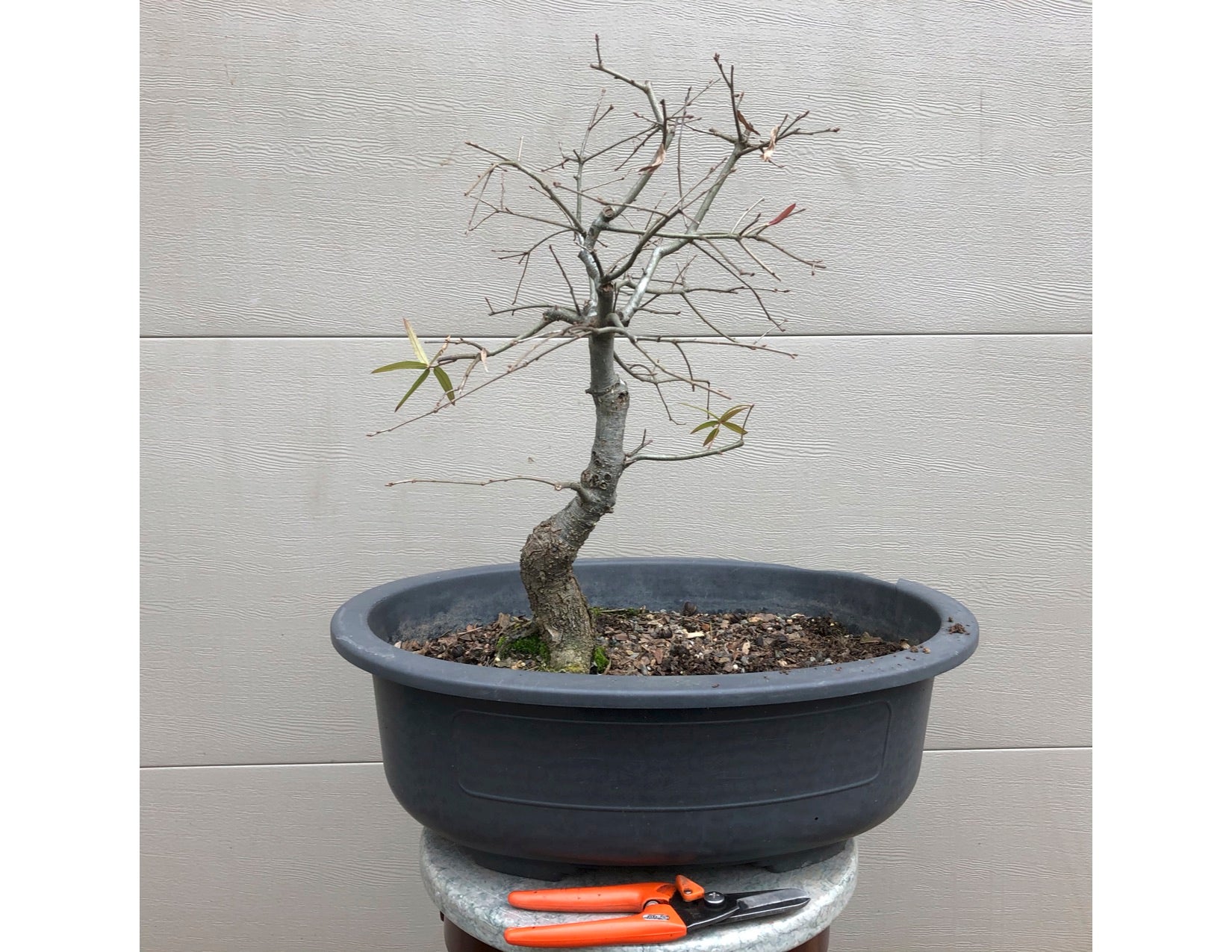 Willow Oak Bonsai -Quercus phellos