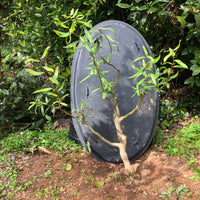 Dragon's Claw Willow Bonsai Tree