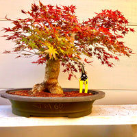 Japanese Red Maple