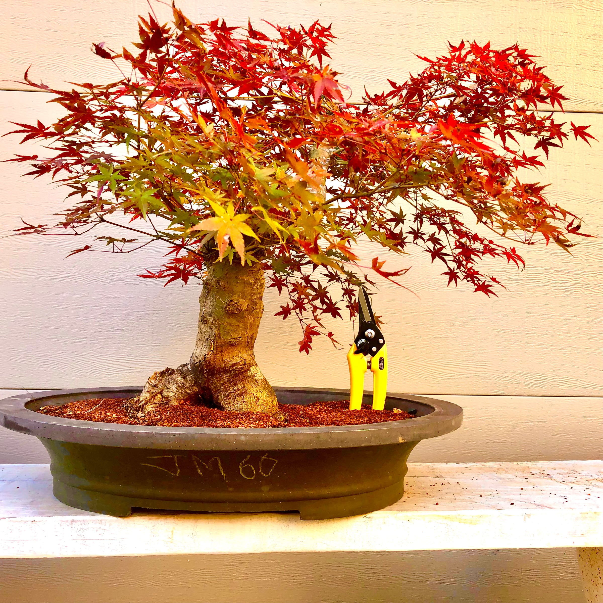 Japanese Red Maple